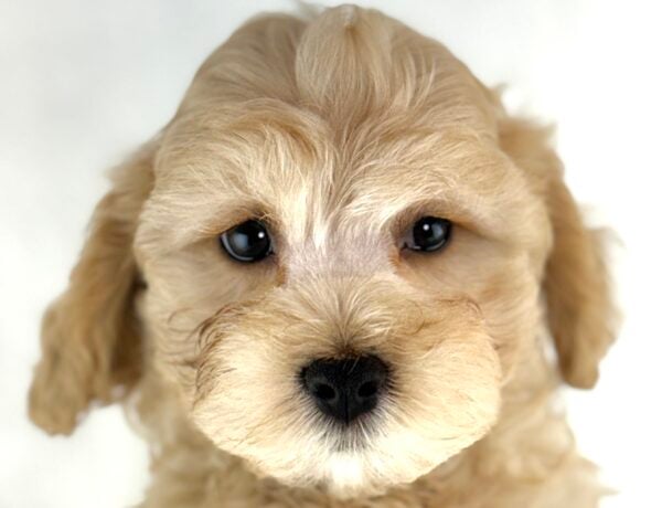 [#261309-01]  - Apricot M Bichon Frise/Cavapoo Puppies For Sale