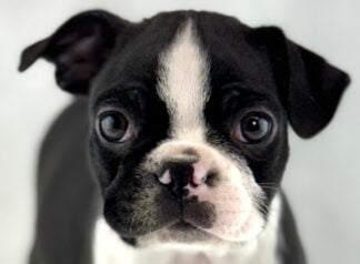Petland Racine, Wisconsin Boston Terrier puppy available