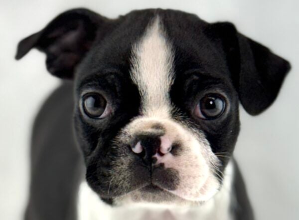 [#261403-05]  - Black / White F Boston Terrier Puppies For Sale