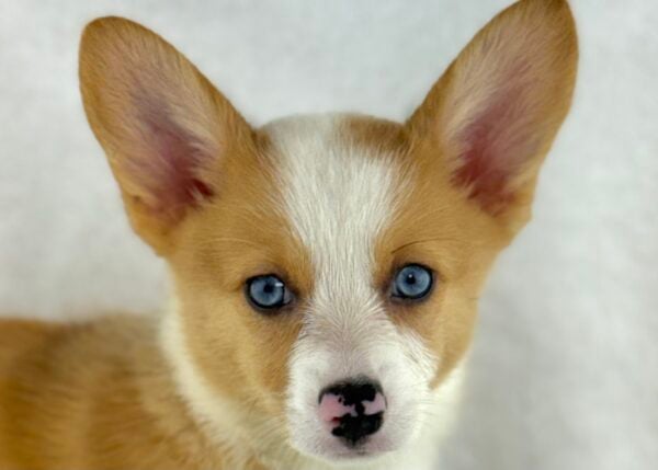 [#261429-02]  - Red Merle / White F Pembroke Welsh Corgi Puppies For Sale