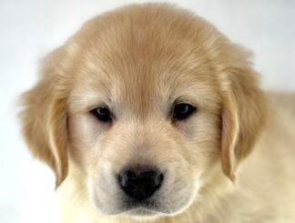 Petland Racine, Wisconsin Golden Retriever puppy available