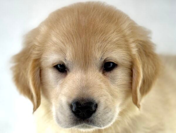 [#261469-01]  - Light Golden M Golden Retriever Puppies For Sale