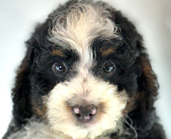[#261286-03]  - Black White / Tan M Bernedoodle Mini 2nd Gen Puppies For Sale