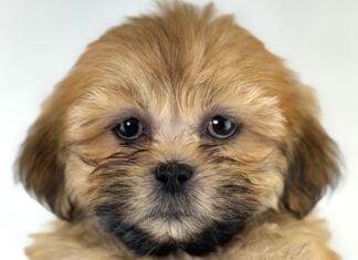 Petland Racine, Wisconsin Lhasa Apso puppy available