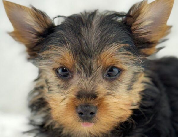 [#261347-06]  - Black / Tan F Yorkshire Terrier Puppies For Sale