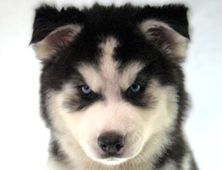 Siberian Husky (M) 32243