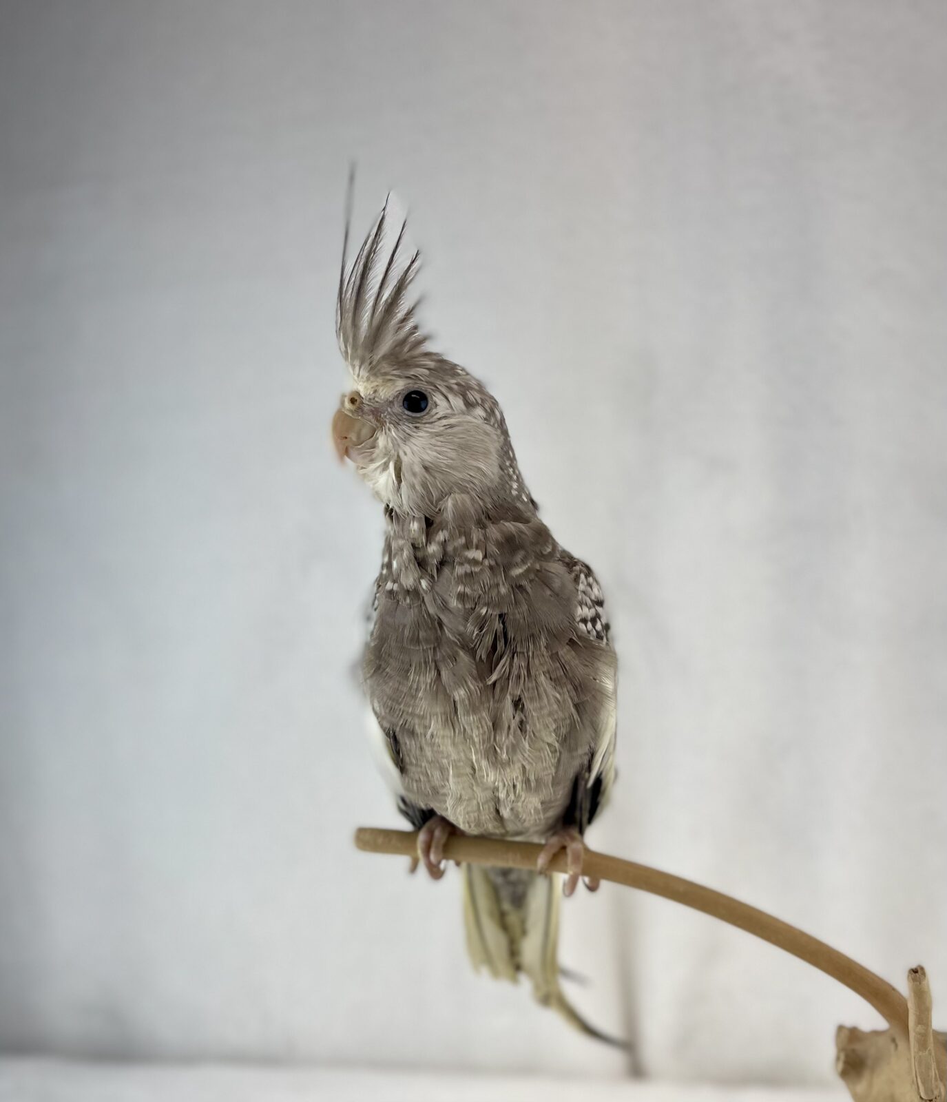Cockatiels Bird ID: 32233 Located at Petland Racine, Wisconsin
