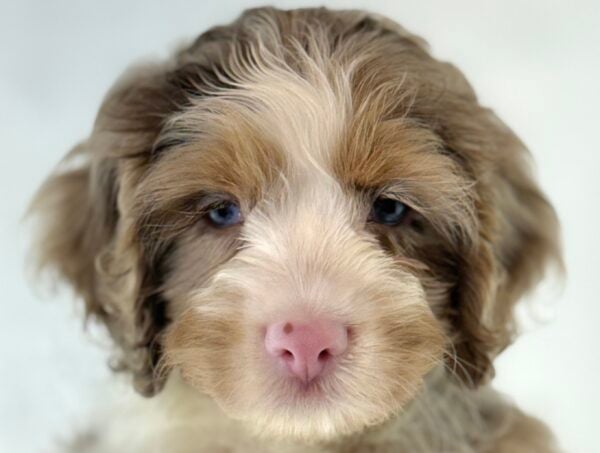 [#261449-02]  - Chocolate Merle M Cock A Poo Puppies For Sale