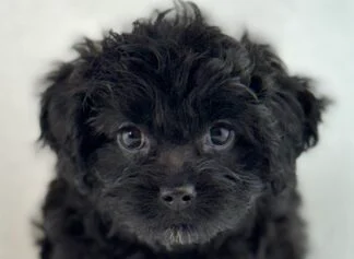 Petland Racine, Wisconsin Cavapoo puppy available