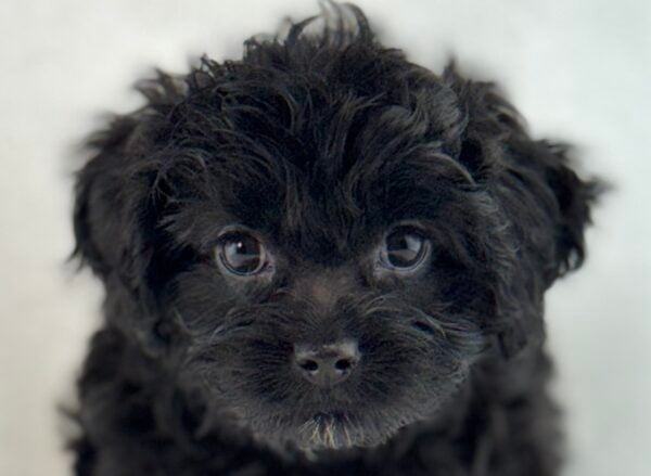 [#261540-03]  - Black F Cavapoo Puppies For Sale