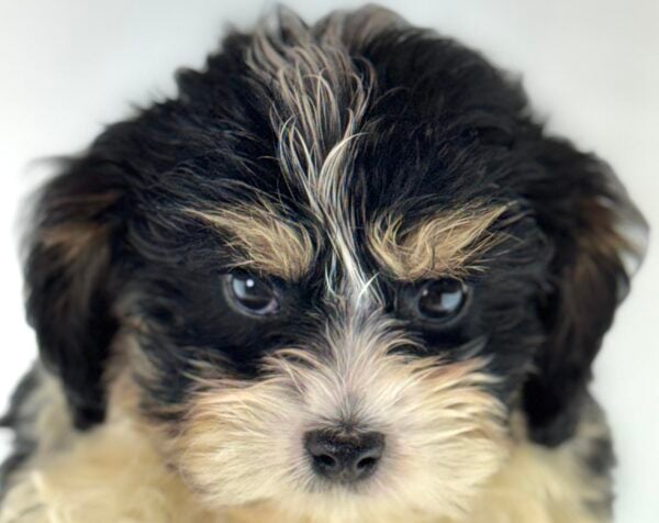 [#261407-01]  - Black / White M Cavachon Puppies For Sale