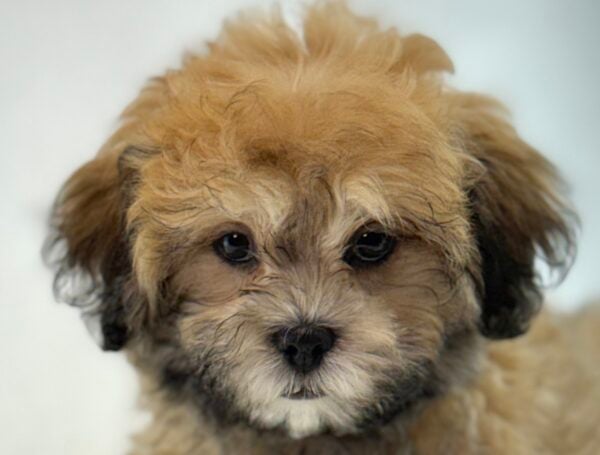 [#261411-02]  - Wolf Sable M Teddy Bear Puppies For Sale