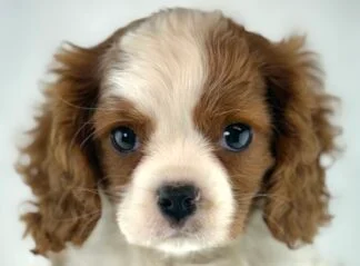Petland Racine, Wisconsin Cavalier King Charles Spaniel puppy available