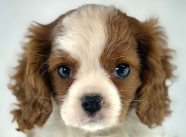 [#261498-01]  - Blenheim F Cavalier King Charles Spaniel Puppies For Sale
