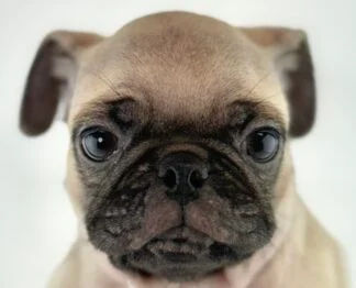 Petland Racine, Wisconsin Pug puppy available