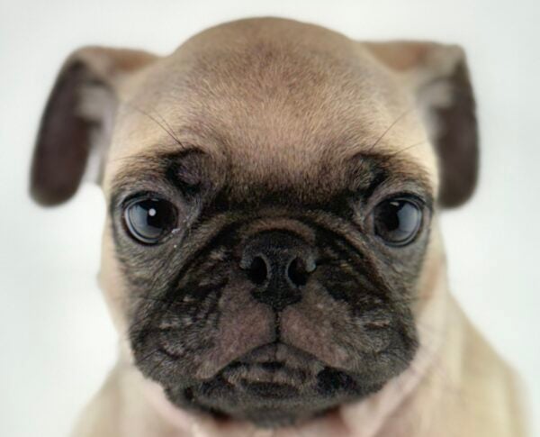 [#261499-04]  - Fawn M Pug Puppies For Sale