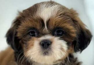 Petland Racine, Wisconsin Shih Tzu puppy available