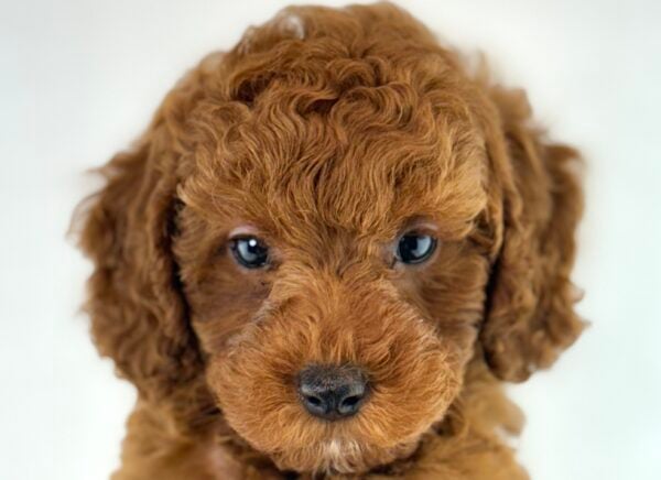 [#261402-07]  - Red F Poodle Puppies For Sale