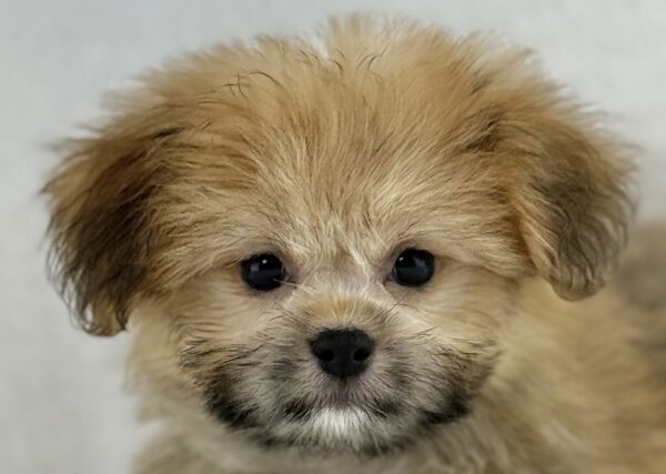 [#261412-05]  - Brown F Shiranian Puppies For Sale