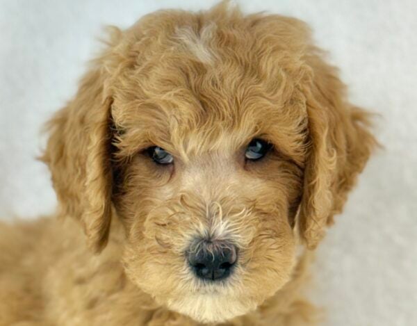 [#261615-04]  - Golden M Goldendoodle 2nd Gen Puppies For Sale