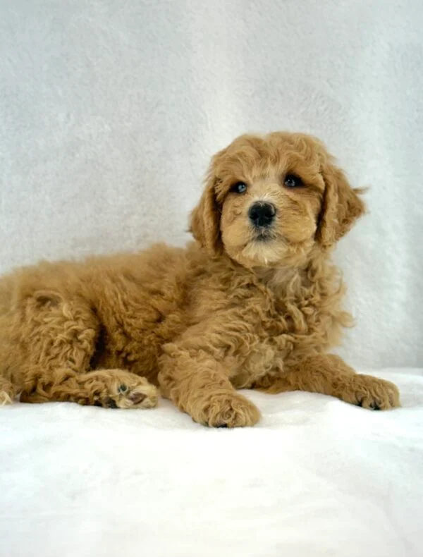 [#261615-04]  - Golden M Goldendoodle 2nd Gen Puppies For Sale