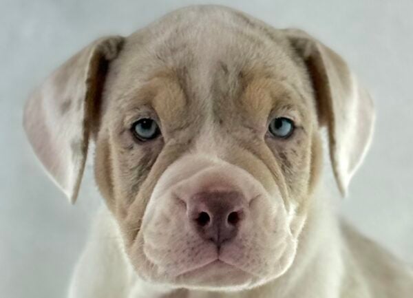 [#261453-02]  - Lilac Merle M Beabull 2nd Gen Puppies For Sale