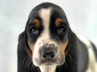 Petland Racine, Wisconsin Basset Hound puppy available