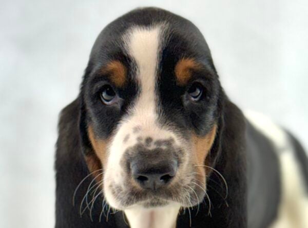 [#261524-06]  - Black / White F Basset Hound Puppies For Sale