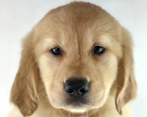 [#261472-07]  - Light Golden F Golden Retriever Puppies For Sale