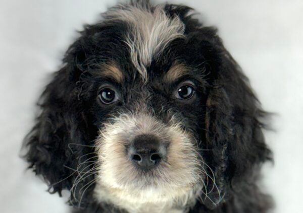 [#261392-05]  - Black M Bernedoodle Puppies For Sale