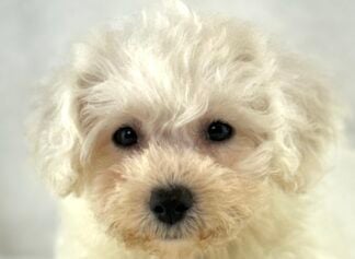 Petland Racine, Wisconsin Bichon Frise puppy available