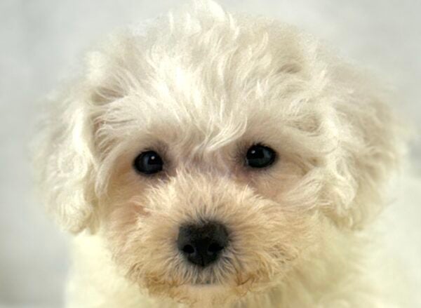 [#261448-04]  - White F Bichon Frise Puppies For Sale