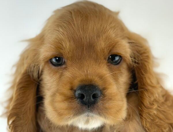 [#261580-04]  - Buff M Cocker Spaniel Puppies For Sale
