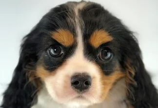 Petland Racine, Wisconsin Cavalier King Charles Spaniel puppy available