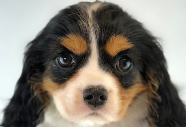 [#261616-04]  - Tri-Colored F Cavalier King Charles Spaniel Puppies For Sale
