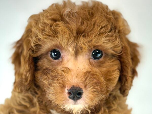 [#261465-03]  - Red M Cavapoo Puppies For Sale
