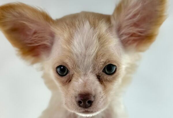 [#261406-03]  - Cream F Chihuahua Puppies For Sale