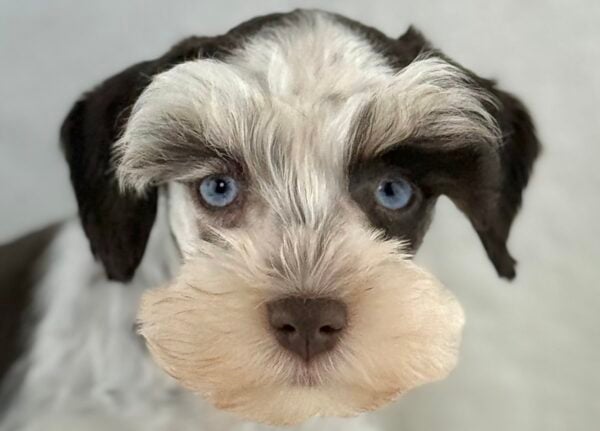 [#261572-04]  - Chocolate / White F Miniature Schnauzer Puppies For Sale