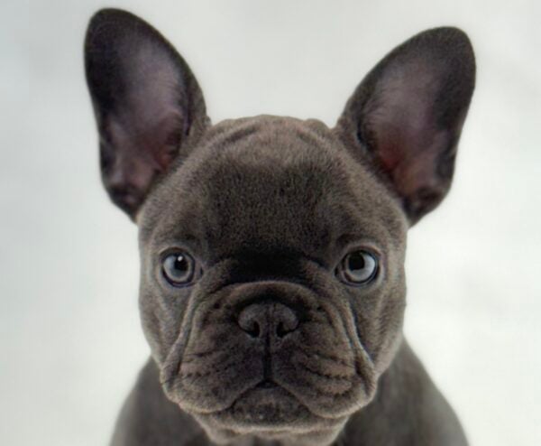 [#261539-03]  - Blue F French Bulldog Puppies For Sale