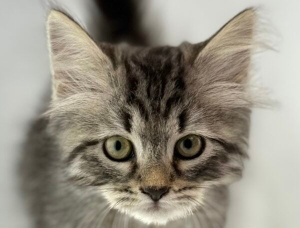 [#261312-02]  - Black / Silver M Siberian Cat Kittens for Sale
