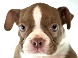 Petland Racine, Wisconsin Boston Terrier puppy available