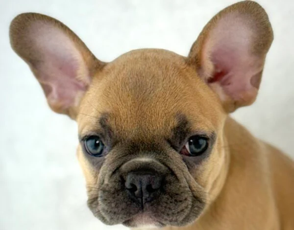 [#261669-04]  - Blue Fawn F French Bulldog Puppies For Sale