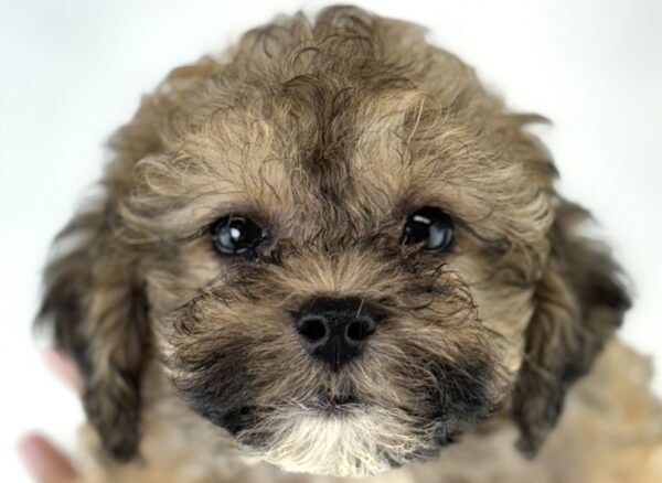 [#261541-08]  - Dark Brown F Bichapoo Puppies For Sale