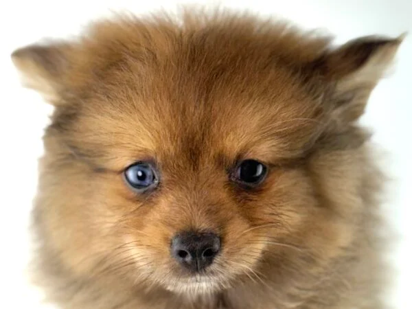 [#261563-01]  - Merle F Pomeranian Puppies For Sale