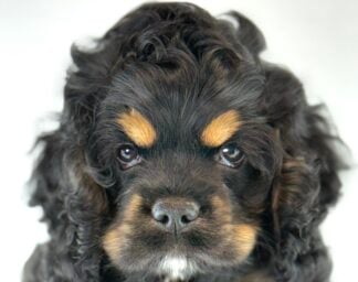 Petland Racine, Wisconsin Cocker Spaniel puppy available
