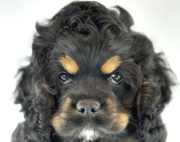 [#261663-02]  - Black / Tan M Cocker Spaniel Puppies For Sale