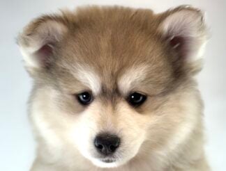 Petland Racine, Wisconsin Pomsky puppy available