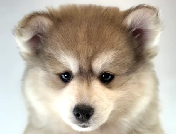 [#261520-05]  - Sable / White F Pomsky Puppies For Sale