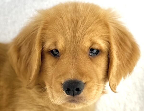 [#261623-06]  - Red M Golden Retriever Puppies For Sale