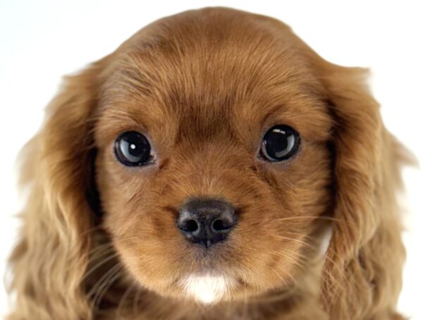 [#261502-02]  - Ruby M Cavalier King Charles Spaniel Puppies For Sale